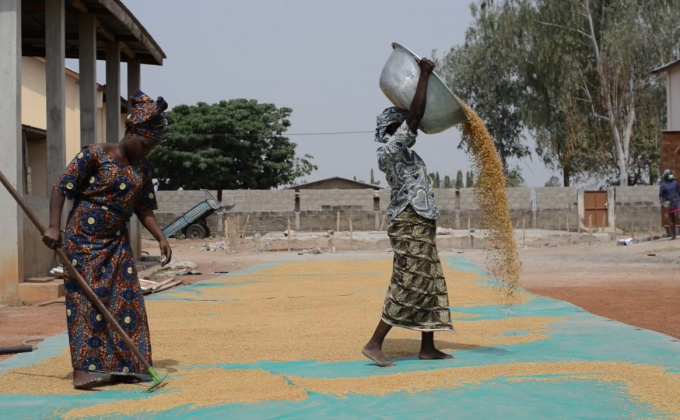 La filière riz, illustration d’un succès entrepreneurial féminin