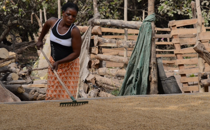 La filière riz, illustration d’un succès entrepreneurial féminin