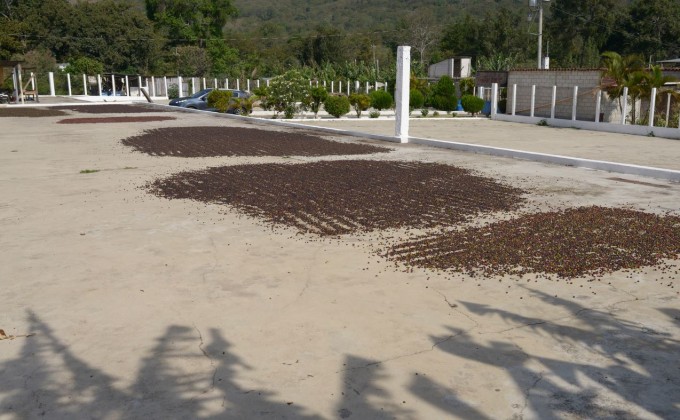 The Uniterra Program contributes to the development of a Gender Policy for the coffee sector in Guatemala.