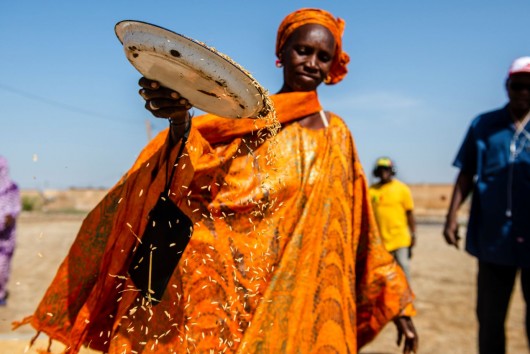 Mujeres y agricultura resilientes Proyecto FAR (en inglés)