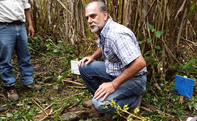 A Biologist Working with Cardamom Producers in Guatemala through the Uniterra Program