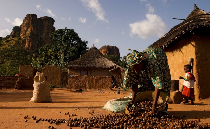 Fighting climate change: women's resilience in shea parks in Burkina Faso